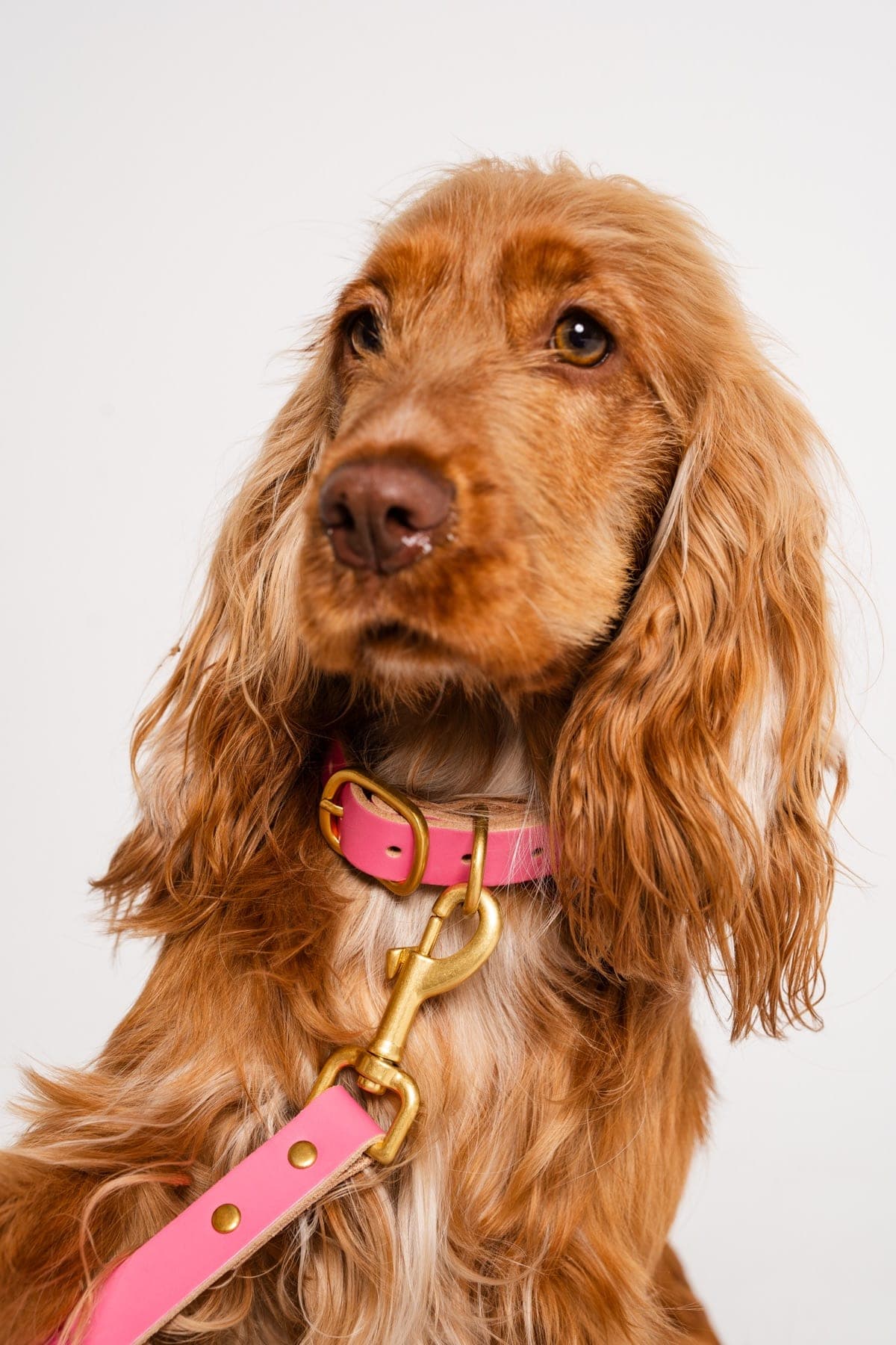 Pet Accessories